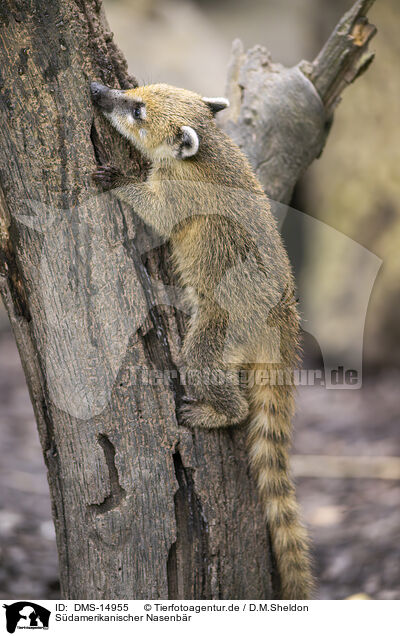 Sdamerikanischer Nasenbr / South American coati / DMS-14955