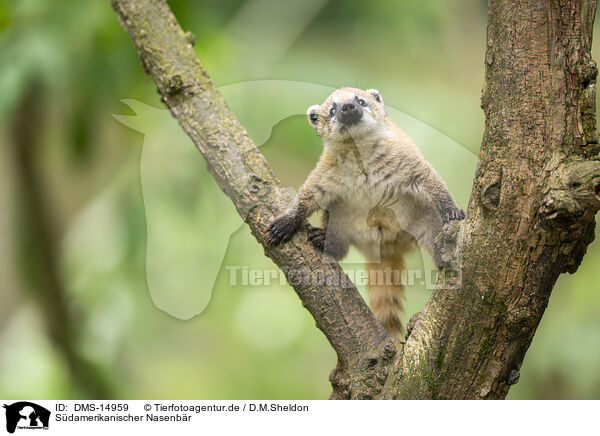 Sdamerikanischer Nasenbr / South American coati / DMS-14959