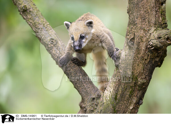 Sdamerikanischer Nasenbr / South American coati / DMS-14961