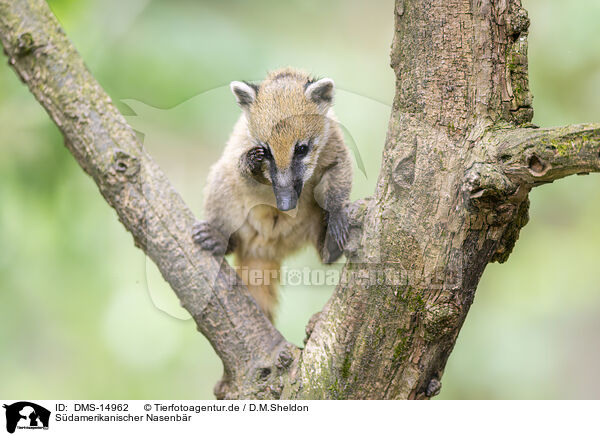 Sdamerikanischer Nasenbr / South American coati / DMS-14962