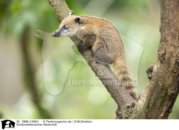 Sdamerikanischer Nasenbr / South American coati / DMS-14963