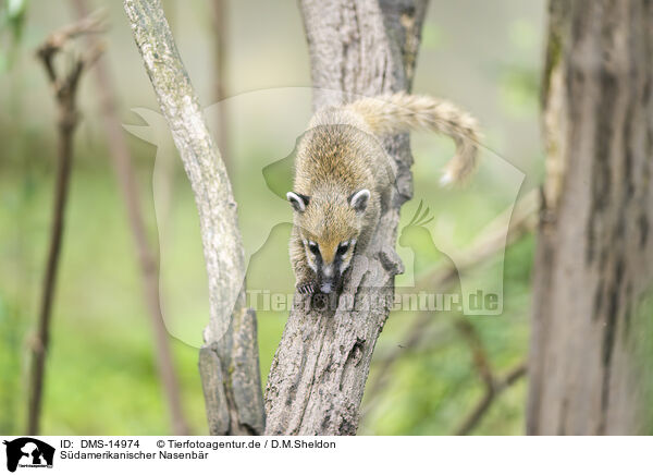 Sdamerikanischer Nasenbr / South American coati / DMS-14974
