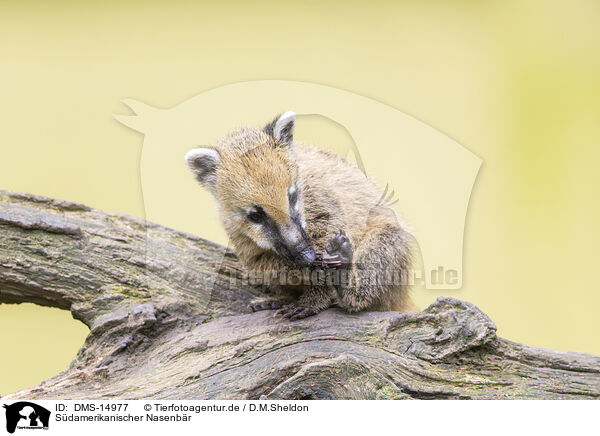 Sdamerikanischer Nasenbr / South American coati / DMS-14977