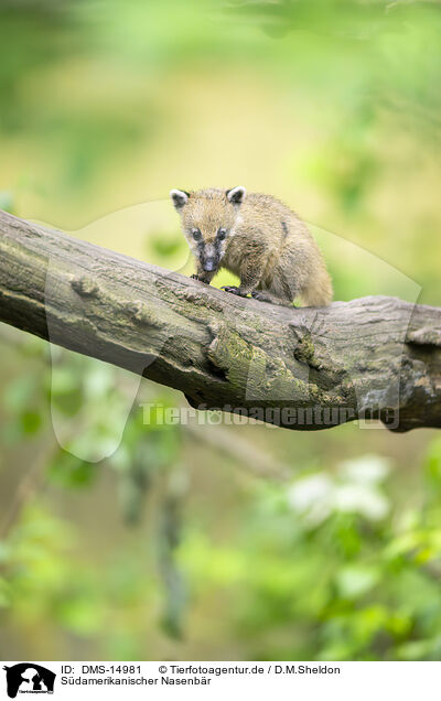 Sdamerikanischer Nasenbr / South American coati / DMS-14981