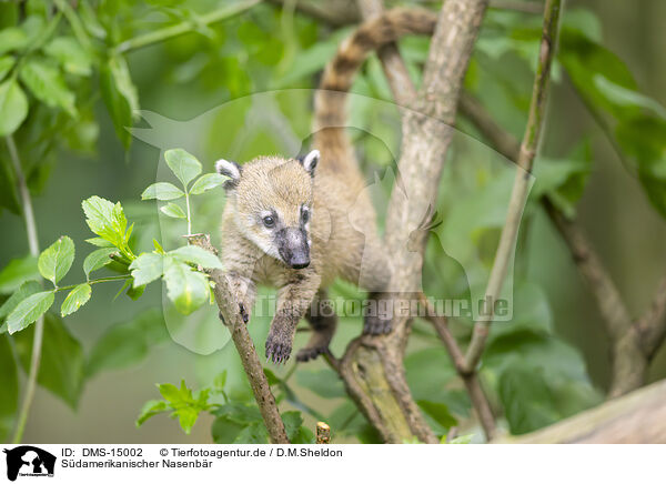 Sdamerikanischer Nasenbr / South American coati / DMS-15002