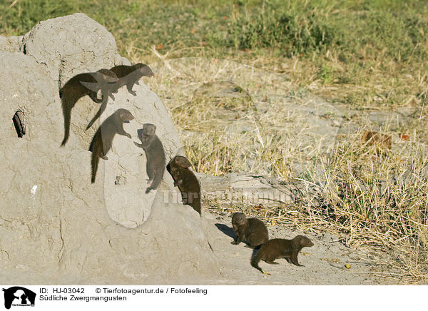 Sdliche Zwergmangusten / common dwarf mongooses / HJ-03042