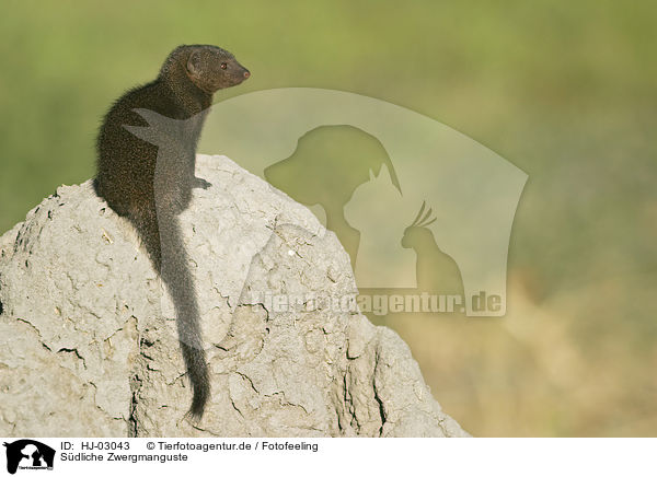 Sdliche Zwergmanguste / common dwarf mongoose / HJ-03043