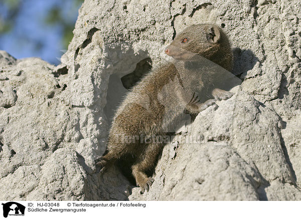 Sdliche Zwergmanguste / common dwarf mongoose / HJ-03048