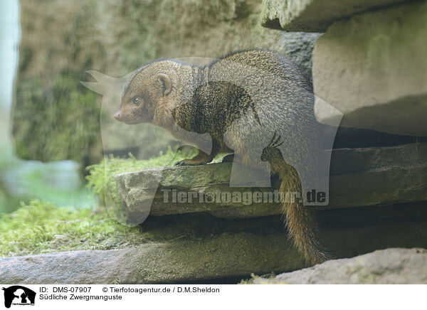 Sdliche Zwergmanguste / common dwarf mongoose / DMS-07907