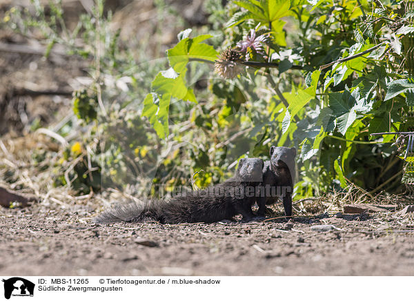 Sdliche Zwergmangusten / common dwarf mongooses / MBS-11265