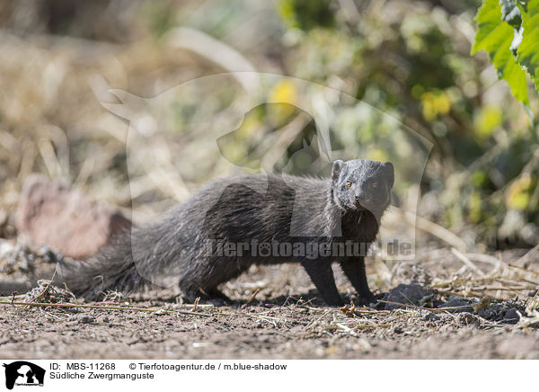 Sdliche Zwergmanguste / common dwarf mongoose / MBS-11268