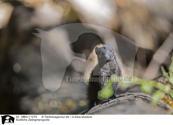 Sdliche Zwergmanguste / common dwarf mongoose / MBS-11270