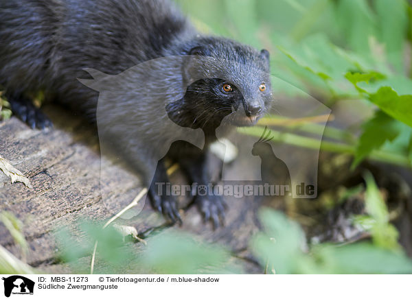 Sdliche Zwergmanguste / common dwarf mongoose / MBS-11273