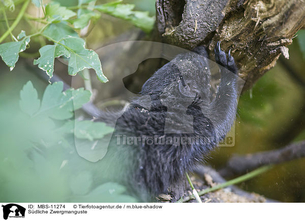 Sdliche Zwergmanguste / common dwarf mongoose / MBS-11274