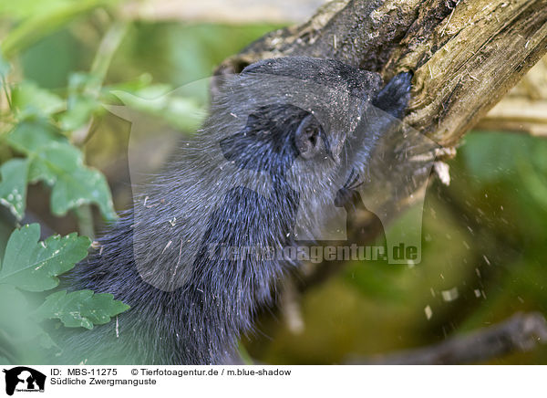 Sdliche Zwergmanguste / common dwarf mongoose / MBS-11275