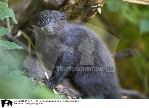 Sdliche Zwergmanguste / common dwarf mongoose / MBS-11277