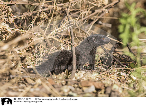 Sdliche Zwergmanguste / common dwarf mongoose / MBS-11278