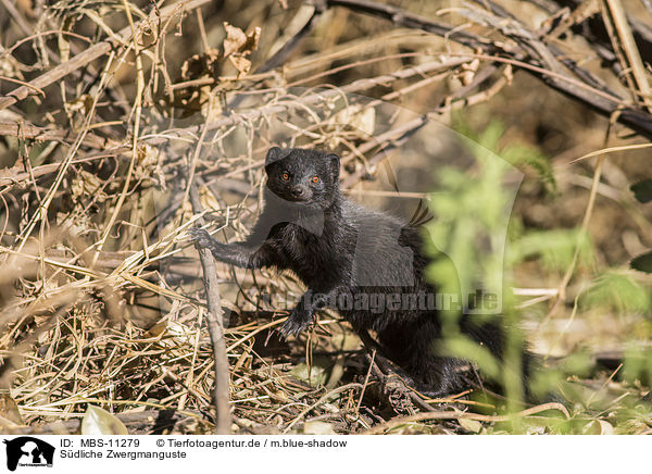 Sdliche Zwergmanguste / common dwarf mongoose / MBS-11279