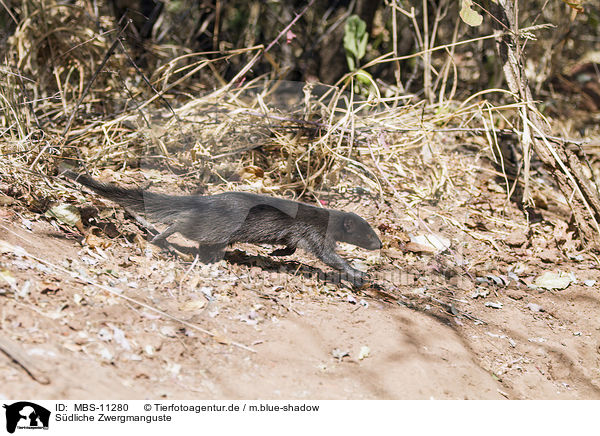 Sdliche Zwergmanguste / common dwarf mongoose / MBS-11280