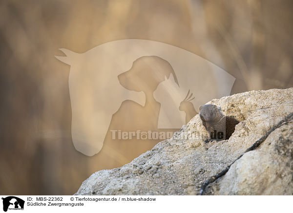 Sdliche Zwergmanguste / Common Dwarf Mongoose / MBS-22362