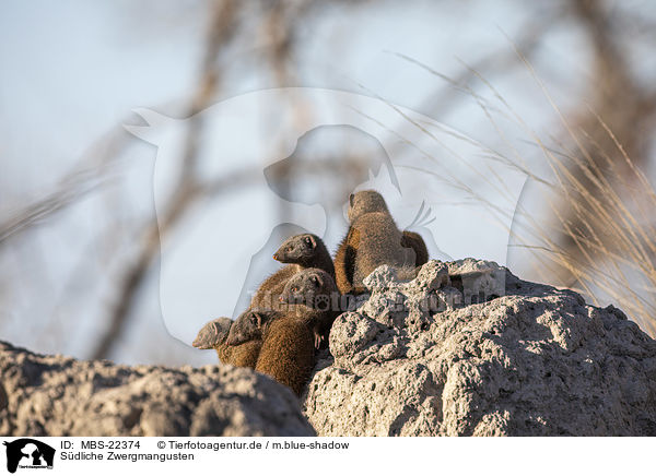 Sdliche Zwergmangusten / Common Dwarf Mongooses / MBS-22374
