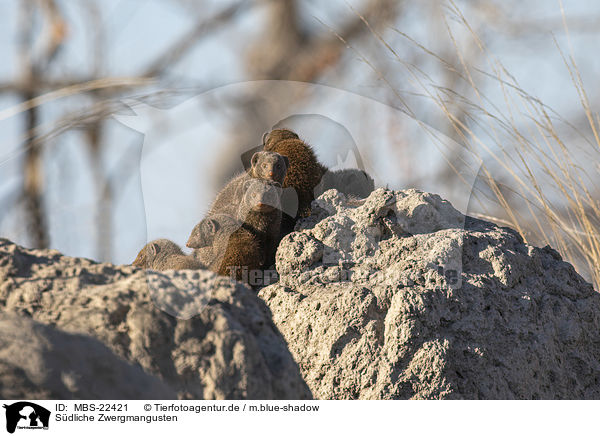 Sdliche Zwergmangusten / Common Dwarf Mongooses / MBS-22421