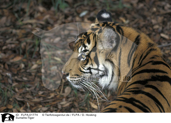 Sumatra-Tiger / FLPA-01774