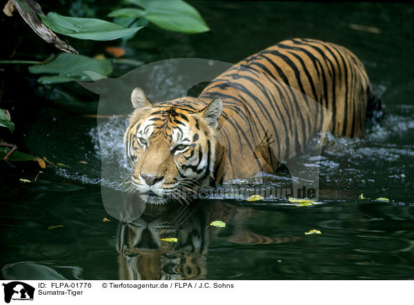 Sumatra-Tiger / FLPA-01776