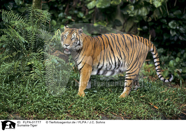 Sumatra-Tiger / FLPA-01777