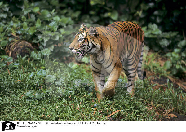 Sumatra-Tiger / FLPA-01778