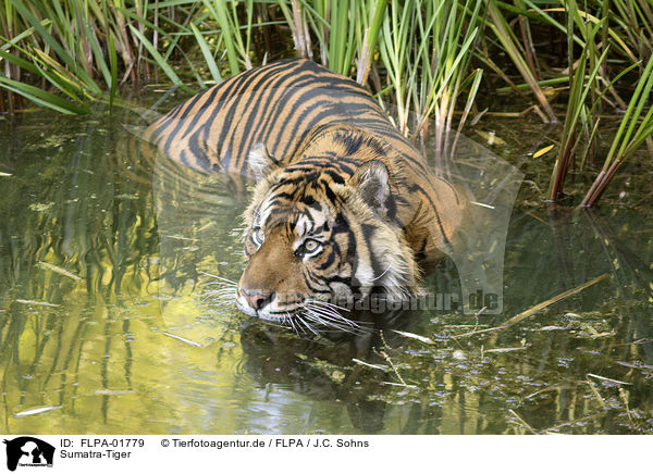 Sumatra-Tiger / FLPA-01779