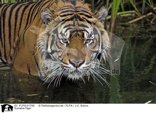 Sumatra-Tiger / FLPA-01780