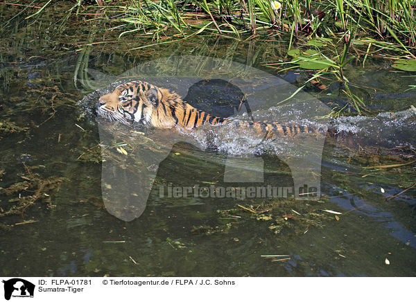 Sumatra-Tiger / FLPA-01781