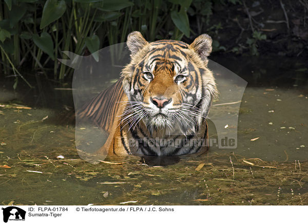 Sumatra-Tiger / FLPA-01784