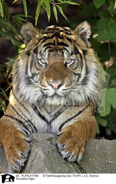 Sumatra-Tiger / FLPA-01785