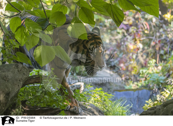 Sumatra-Tiger / PW-05984