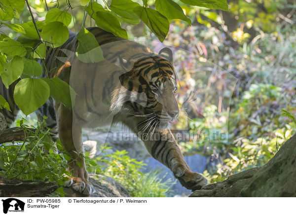 Sumatra-Tiger / PW-05985