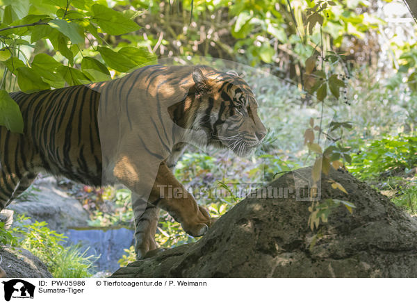 Sumatra-Tiger / PW-05986