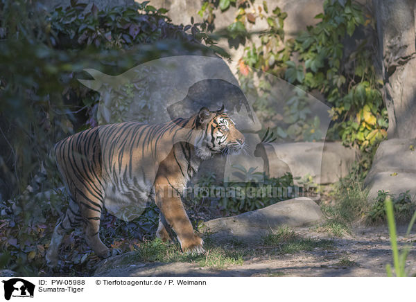 Sumatra-Tiger / PW-05988