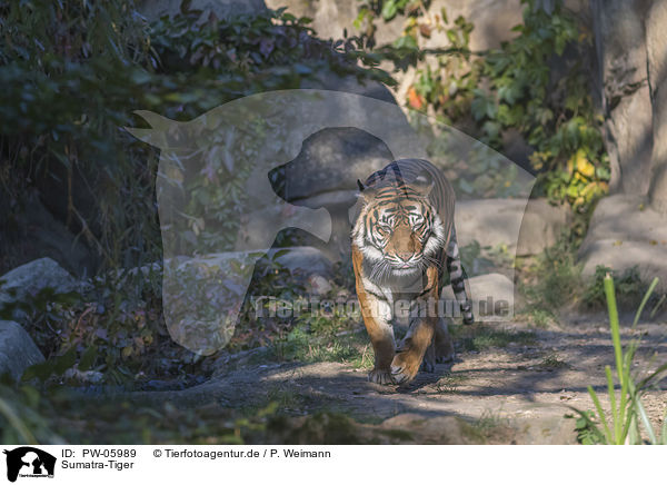 Sumatra-Tiger / PW-05989