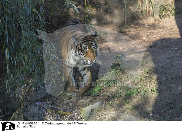 Sumatra-Tiger / PW-05990