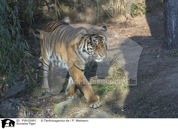 Sumatra-Tiger / PW-05991