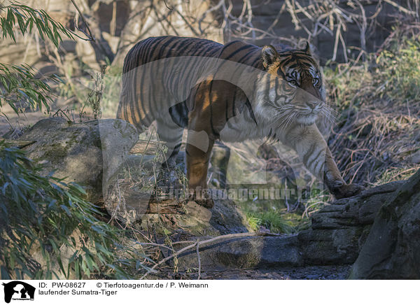 laufender Sumatra-Tiger / walking Sumatran Tiger / PW-08627