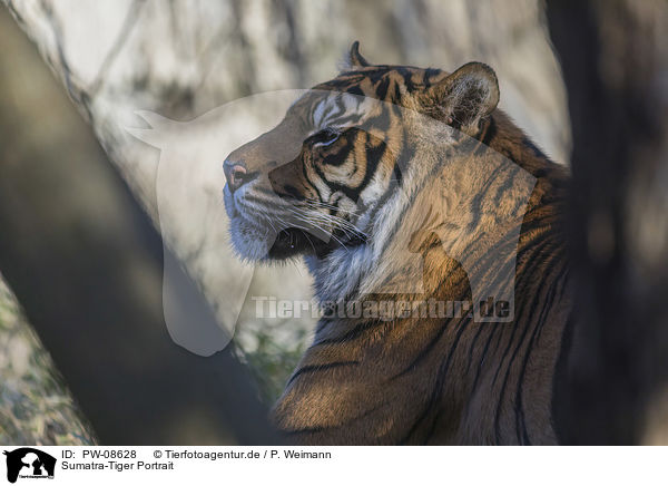 Sumatra-Tiger Portrait / PW-08628