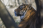 Sumatra-Tiger Portrait