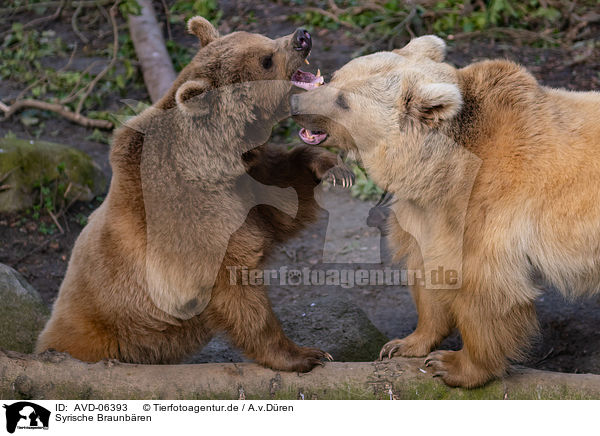 Syrische Braunbren / Syrian brown bears / AVD-06393