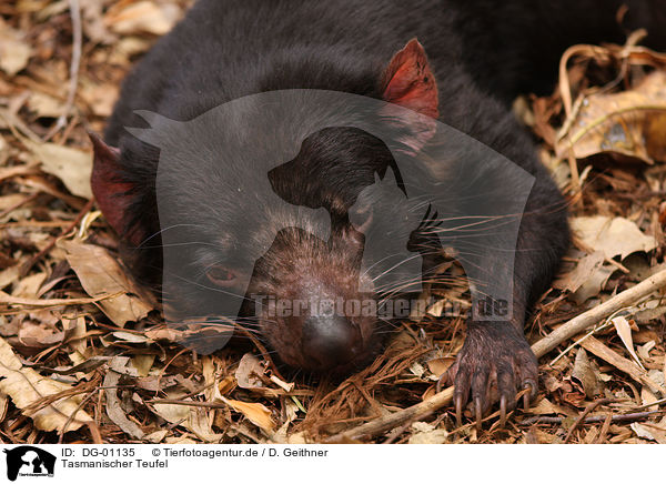 Tasmanischer Teufel / Tasmanian devil / DG-01135