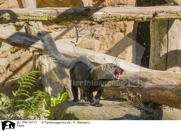 Tayra / Tayra / PW-16717