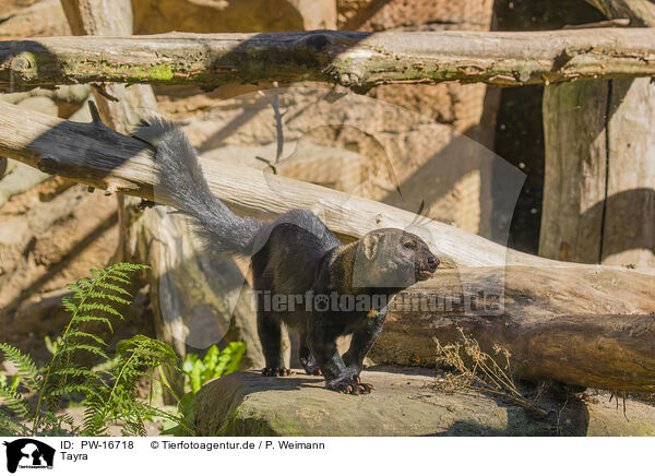 Tayra / Tayra / PW-16718