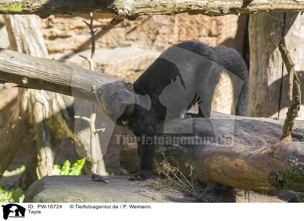 Tayra / PW-16724